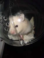 Nguyễn Thanh Quang