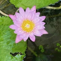 Bảo Bảo