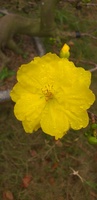 Thanh Bình 