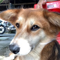 Chí Trung Nguyễn Trần