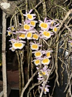Nguyễn Huy Bao