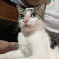 Hoàng Long