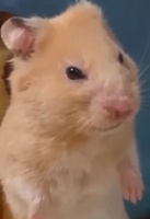 NHẬT NHẬT ĐẸP TRAI