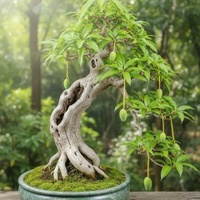 Phong Benyu