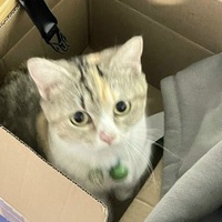 Nhu