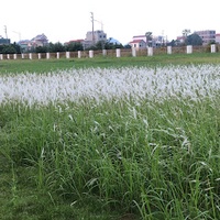 Phúc Quách Hồng