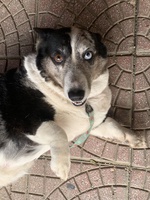Hoà Nông