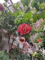 Đạt Z E