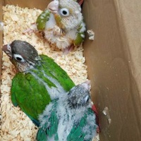 Vẹt Cảnh Sài Gòn