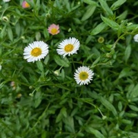 Trương Thị Công Tâm