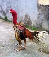 Hùng ọp