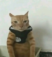 Taro