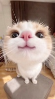 ji