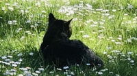 Mèo Cam 