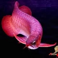1Kỉ NiệmBuồn