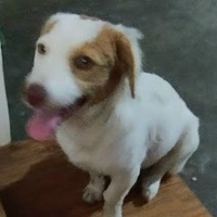 Bùi Tấn Thiên