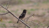 đình bird