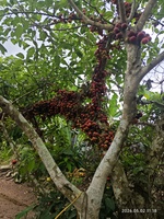 nguyen thang