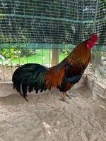 Trà Lin
