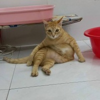 Tấn Bảo