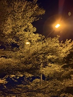 Quang 