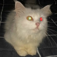 Sâu