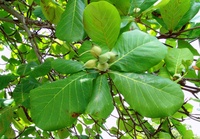 Hồng Nguyễn