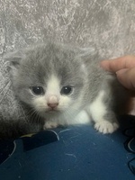 Zũ