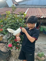 Tre kiểng sóc trăng cù lao dung