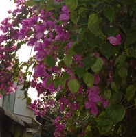 Hà An