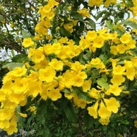 Bạch Tuyết
