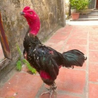 Béo