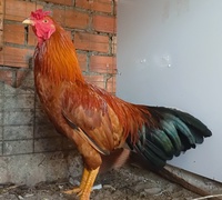 Thiên Cao