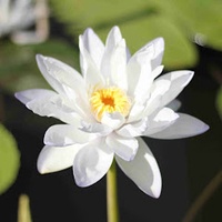 Thai Son