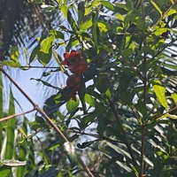 cường 