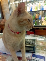 Khôi Zẻo