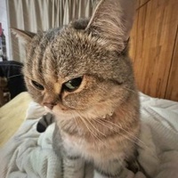 Thảo