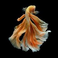 Larry Hồ