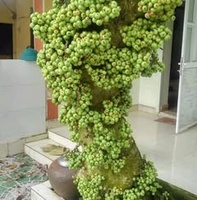 Võ  Phát  Lộc 