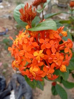 Chợ Cây giống lục ngạn