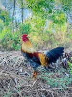 Nguyên Le Minh