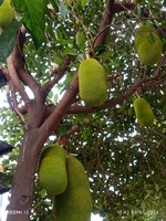An Nguyễn