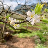 Nhi Ngô