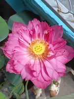 Thanh Lý 981