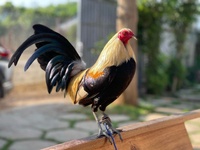 Gà farm SG