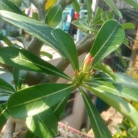 khac vu