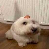 Lê Lê Quốc Thiên