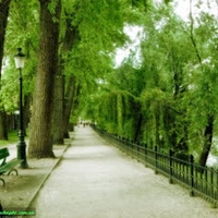 Phong Reu
