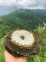 Bùi Thế Cường