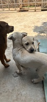 Thảo